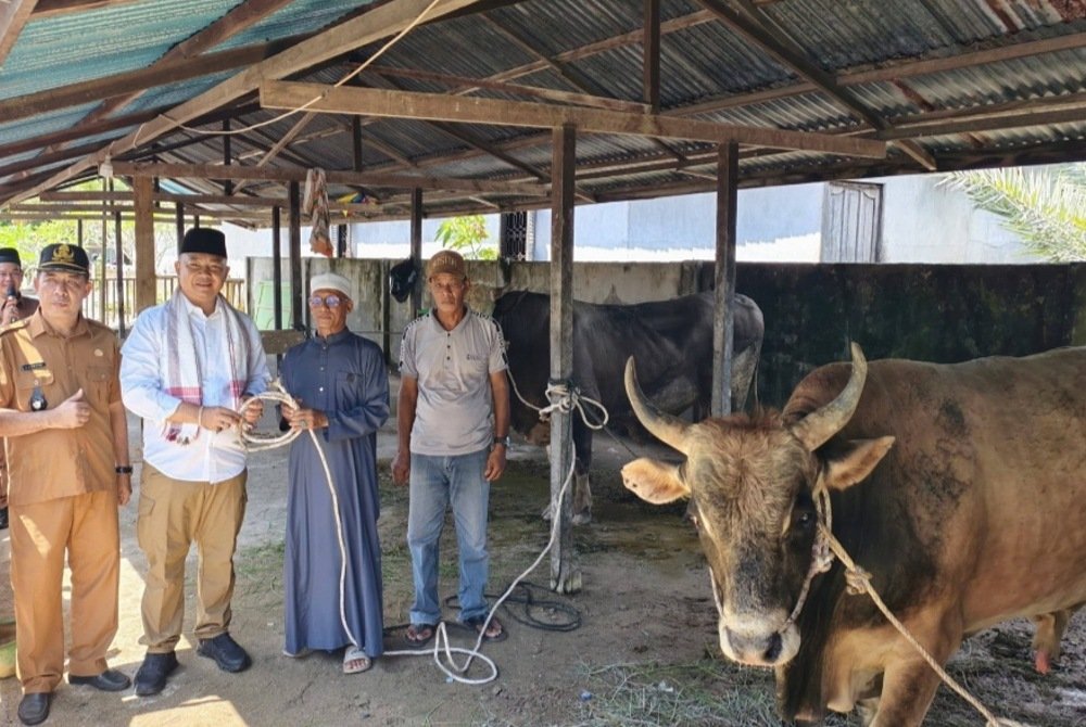 Bupati Alex Serahkan Dua Ekor Sapi Kurban Bantuan Presiden