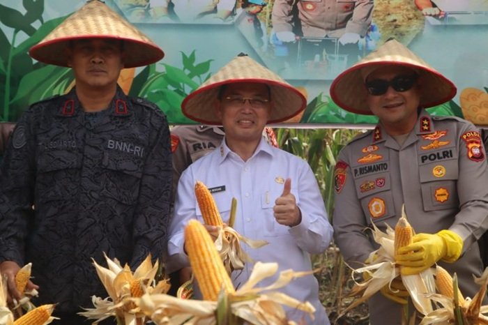 Gubernur Norsan Hadiri Panen Raya Jagung di Kubu Raya
