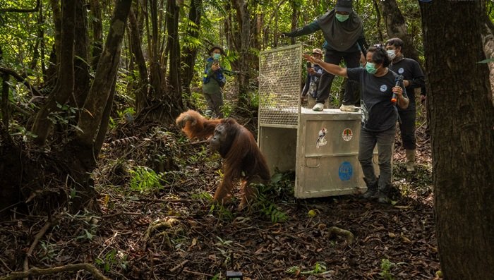 Orangutan “Wak” Berhasil Dievakuasi di Tengah Ancaman Karhutla Ketapang