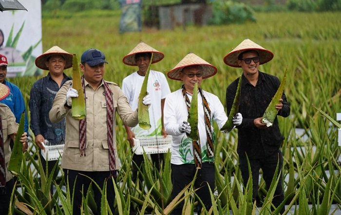 Pontianak Utara Tetap Jadi Sentra Hortikultura, Wamentan Panen Lidah Buaya