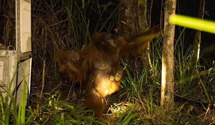 Terjebak Karhutla Nyasar di Kebun Warga Ketapang, Tiga Orangutan Berhasil Dievakuasi