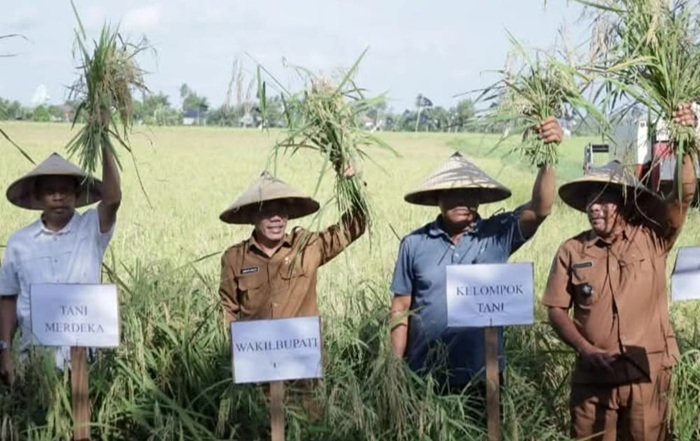 Wabup Jamhuri Ikut Panen Raya Padi di Sungai Awan Kanan, Komitmen Dukung Swasembada Pangan