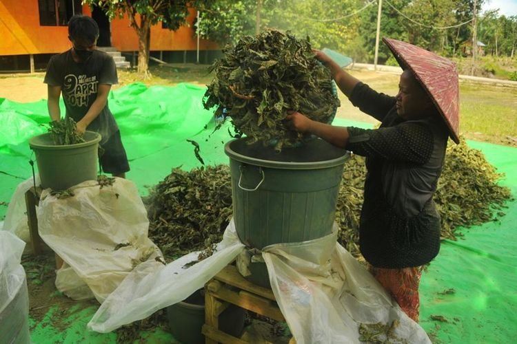 Pemkab Kapuas Hulu Terus Perjuangkan Legalitas Kratom Hingga ke Pusat