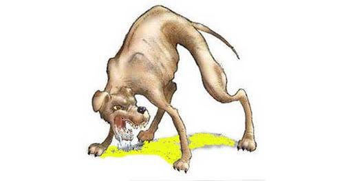 Ada 608 Kasus Rabies Sepanjang 2022 di Kabupaten Sanggau