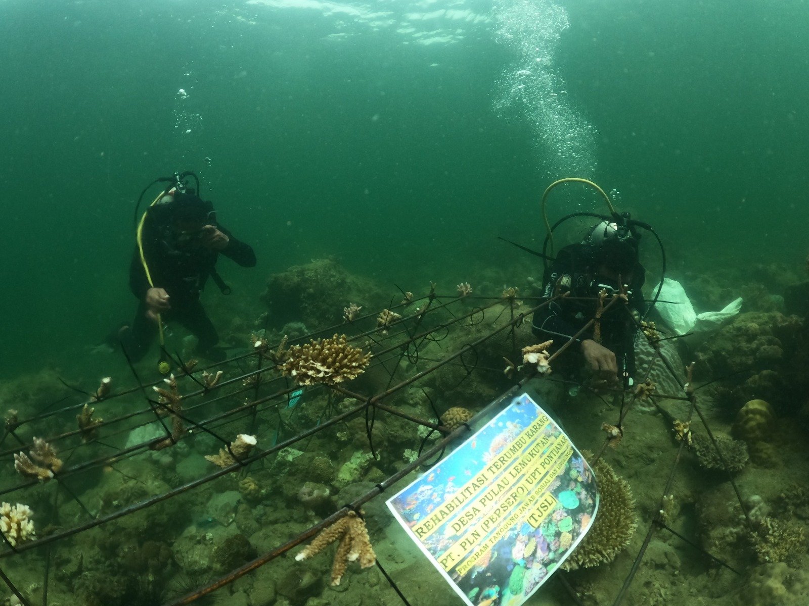 PLN Rehabilitasi Terumbu Karang Pulau Lemukutan