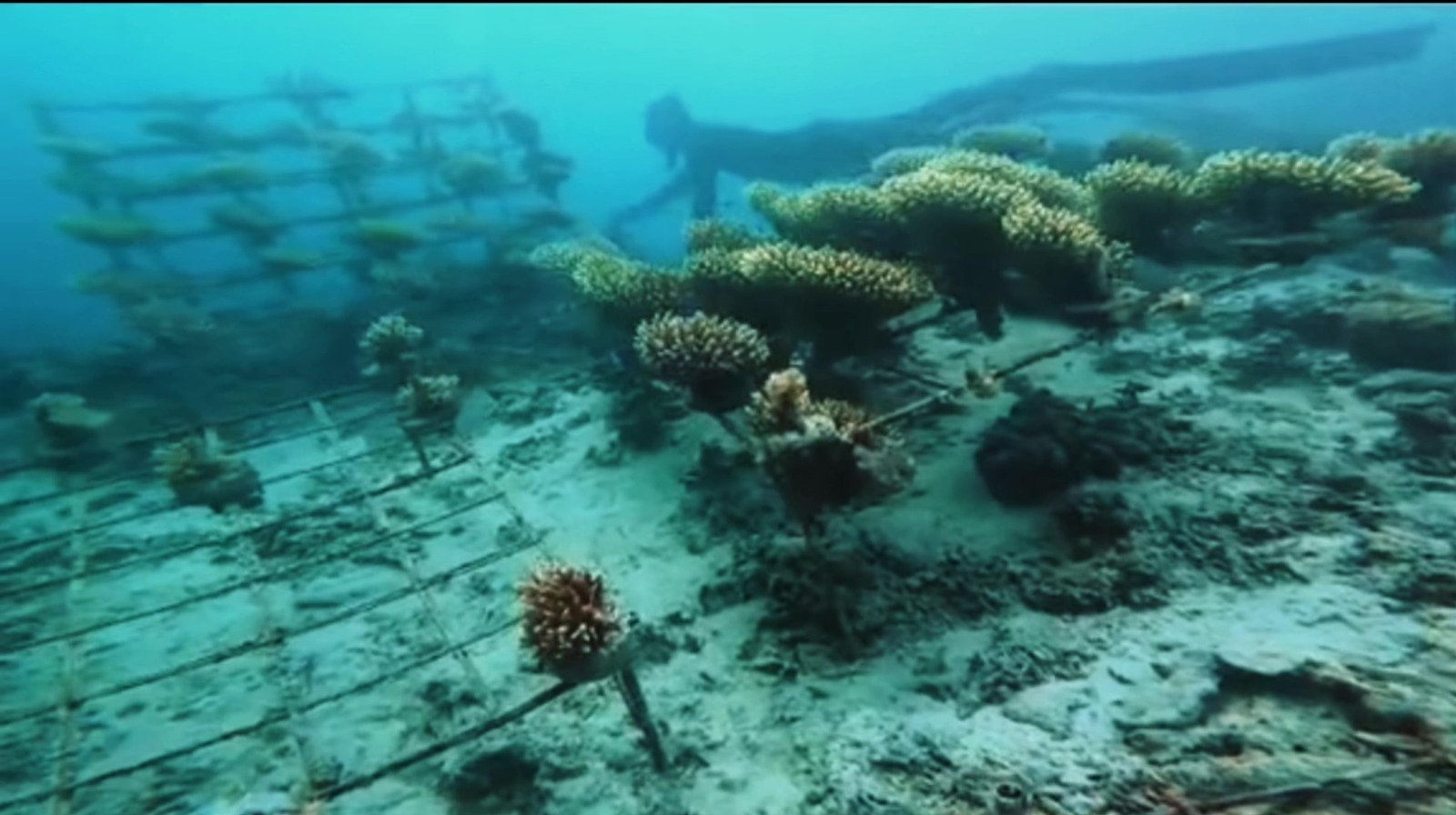PLN Manfaatkan Isolator Sebagai Inovasi Media Transplantasi Terumbu Karang Pantai Damba Enggang Borneo Balikpapan