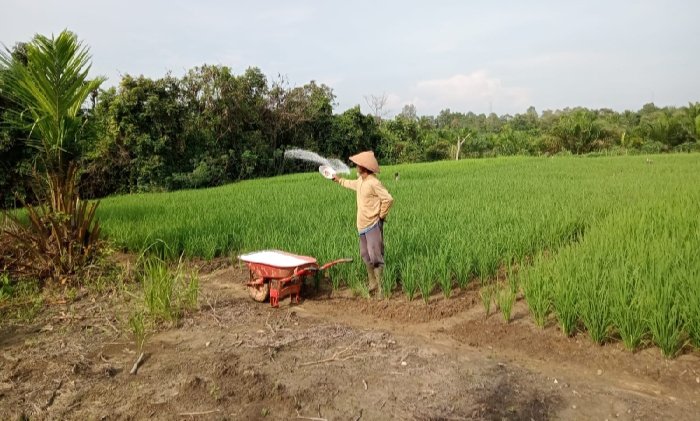 Program TJSL PLN: Pemberdayaan Kelompok Tani di Ketapang untuk Pastikan Produksi Pangan Domestik Terjaga