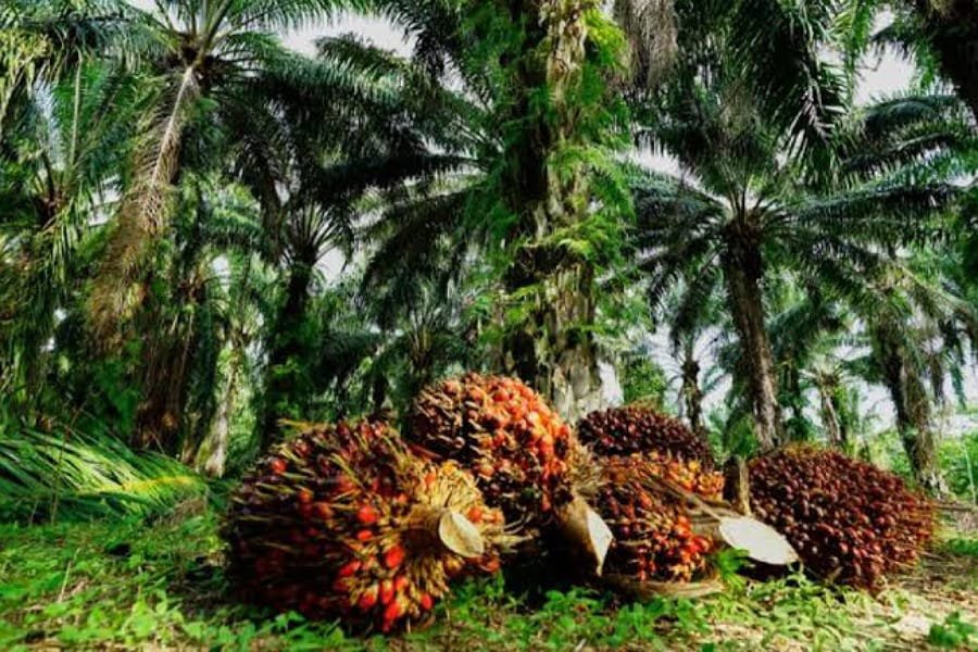 BGA Nilai Prospek Bisnis Kelapa Sawit Sangat Strategis