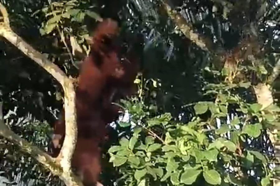 Satu Habitat Orang Utan di Sumber Periangan Resahkan Warga