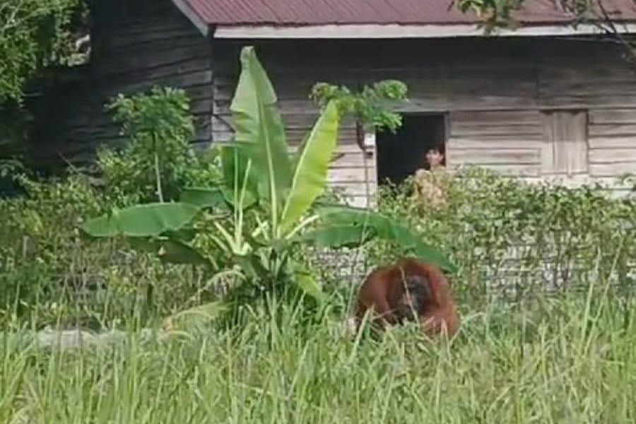 Warga Sumber Priangan Dikejutkan Kemunculan Orangutan di Pekarangan