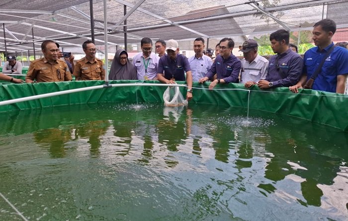 PLN UIP KLB Perkuat Ketahanan Pangan dan Tingkatkan Ekonomi Masyarakat Lewat Budidaya Ikan Air Tawar di Sungai Ambawang