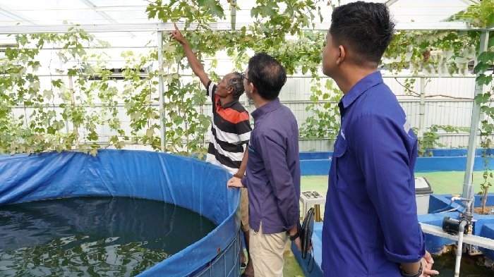 PLN UIP3B Kalimantan Perkuat Ekonomi Lokal Lewat Bantuan Pembibitan di Kebun Anggur Cempakasari