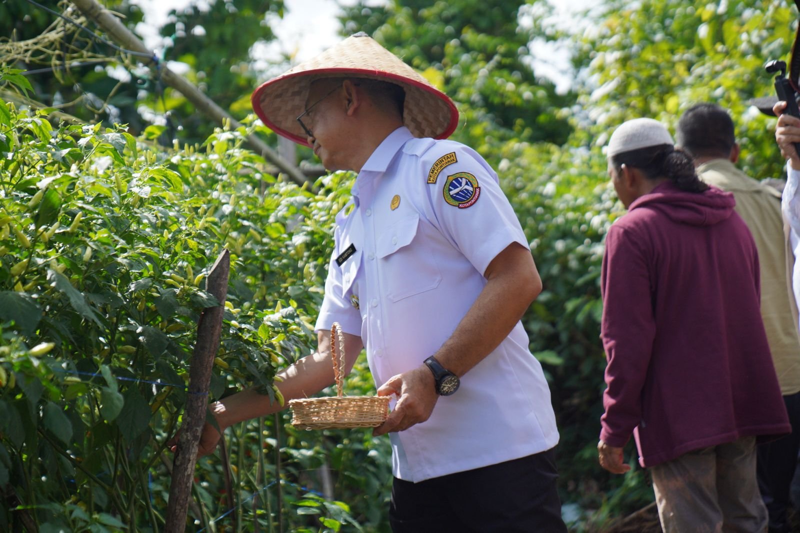 Edi Kamtono Panen Cabai Serentak TPID Kuponwah di Ponpes Al-Murabbi