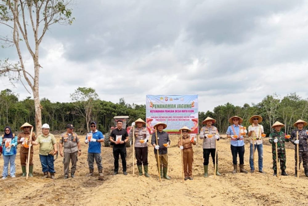 Bupati Ketapang Tanam Jagung di Manis Mata