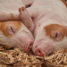 Keterangan foto: Kematian mendadak hewan ternak babi akibat terserang African Swine Fever (ASF) atau virus demam babi Afrika. (Ilustrasi/Istimewa)
