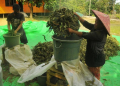 Keterangan foto: Petani kratom. (Istimewa)