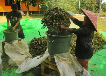 Keterangan foto: Petani kratom. (Istimewa)