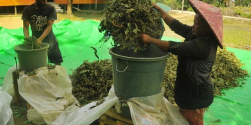 Keterangan foto: Petani kratom. (Istimewa)