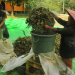 Keterangan foto: Petani kratom. (Istimewa)