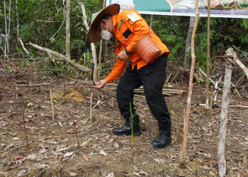 Bupati Sanggau Paolus Hadi menanam padi di Dusun Sungai Langer, Desa Mengkiang, Kecamatan Kapuas, Rabu (16/2/2022). Foto: Diskominfo Sanggau