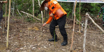 Bupati Sanggau Paolus Hadi menanam padi di Dusun Sungai Langer, Desa Mengkiang, Kecamatan Kapuas, Rabu (16/2/2022). Foto: Diskominfo Sanggau