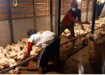 Pekerja BUMDes saat memanen ternak ayam. Foto: Dedi Irawan