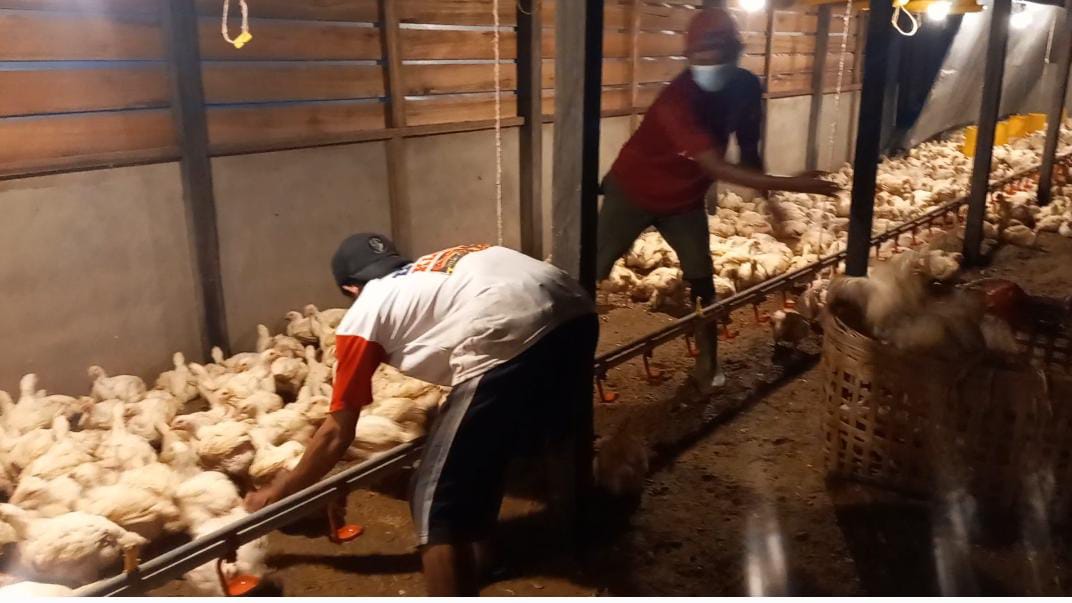 Pekerja BUMDes saat memanen ternak ayam. Foto: Dedi Irawan