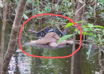 Mayat mengapung di anak Sungai Kenyikap. Foto: Ist