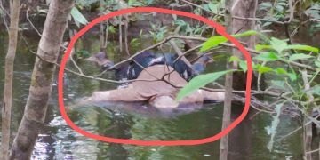 Mayat mengapung di anak Sungai Kenyikap. Foto: Ist