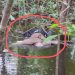 Mayat mengapung di anak Sungai Kenyikap. Foto: Ist