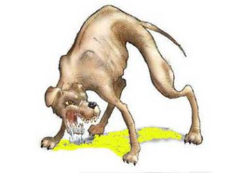 Ada 608 Kasus Rabies Sepanjang 2022 di Kabupaten Sanggau