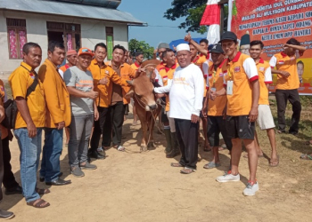 Foto---Ketua DPC Partai Hanura Kabupaten Sanggau, Acam, didampingi seluruh pengurus, menyerahkan hewan kurban berupa satu ekor sapi limosin kepada pengurus masjid Ali Mulyaqin, Kelurahan Tanjung Kapuas, Kecamatan Kapuas, Kamis (29/06/2023)---ist