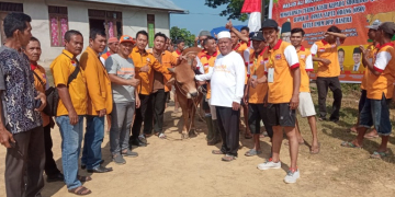 Foto---Ketua DPC Partai Hanura Kabupaten Sanggau, Acam, didampingi seluruh pengurus, menyerahkan hewan kurban berupa satu ekor sapi limosin kepada pengurus masjid Ali Mulyaqin, Kelurahan Tanjung Kapuas, Kecamatan Kapuas, Kamis (29/06/2023)---ist
