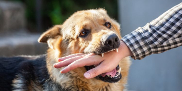 Hewan Penular Rabies