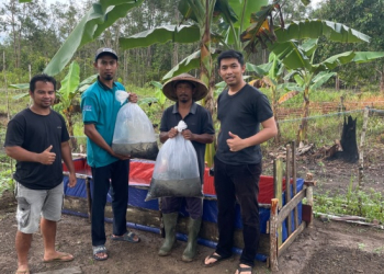 Program Bantuan PLN Budidaya Ikan di Ketapang Pegang Potensi Omzet Hingga 280 Juta Rupiah