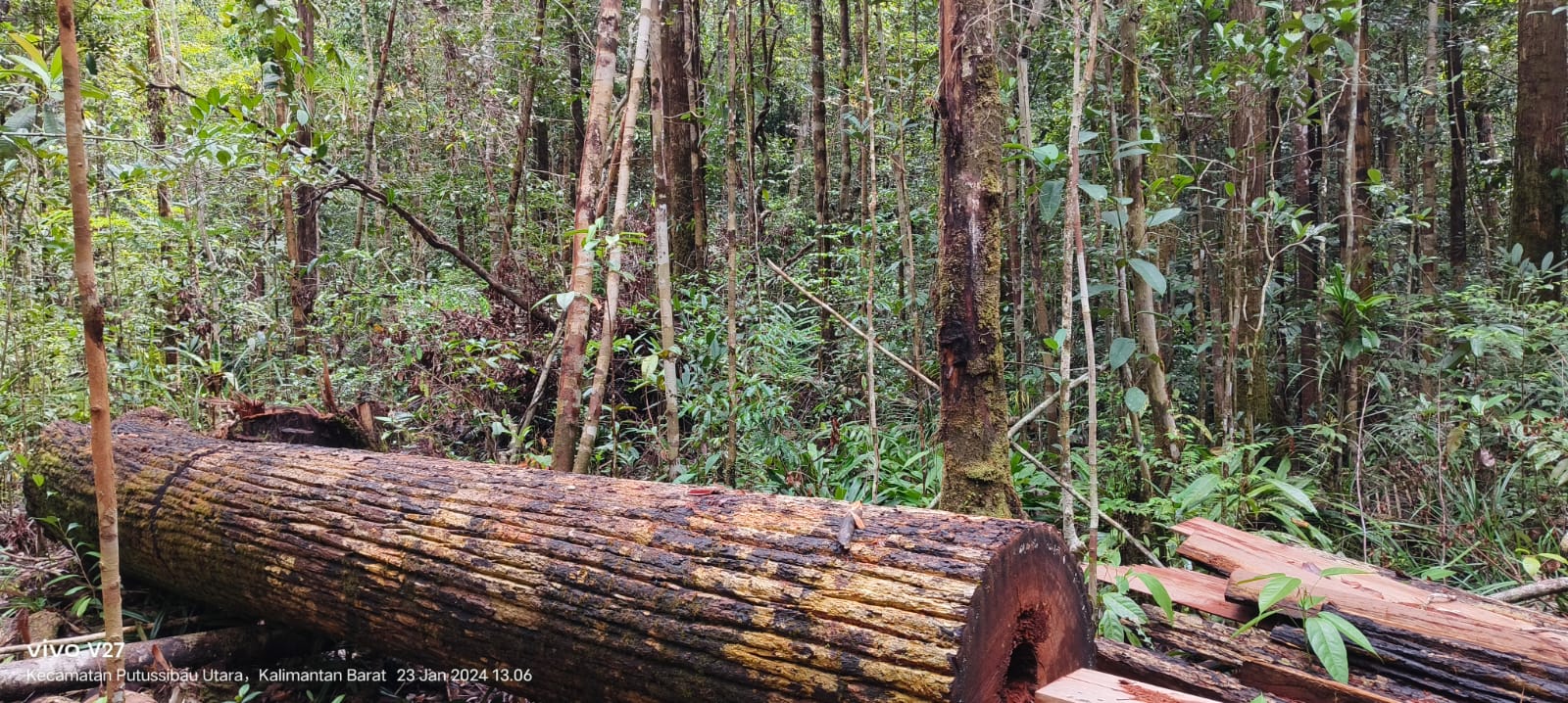 Hutan adat di Desa Sungai Uluk Palin Kecamatan Putussibau Utara yang dibabat