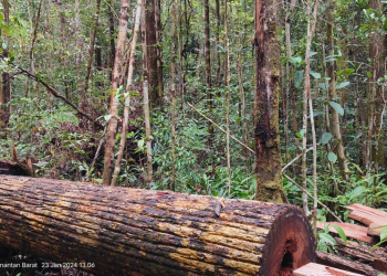 Pembabatan hutan adat di Desa Sungai Uluk Palin