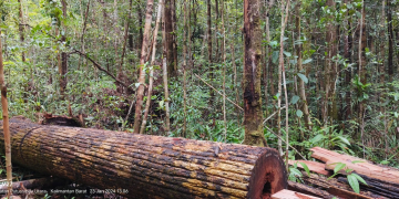 Pembabatan hutan adat di Desa Sungai Uluk Palin