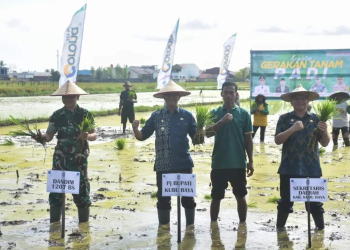 Percepat Gerakan Tanam Padi, Upaya Pemkab Kubu Raya Lakukan Tanggap Darurat Pangan