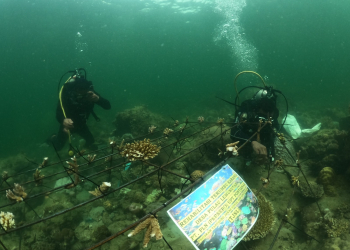 PLN Rehabilitasi Terumbu Karang Pulau Lemukutan