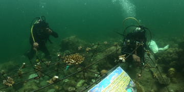 PLN Rehabilitasi Terumbu Karang Pulau Lemukutan