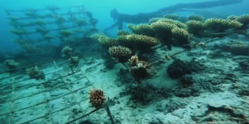 PLN Manfaatkan Isolator Sebagai Inovasi Media Transplantasi Terumbu Karang Pantai Damba Enggang Borneo Balikpapan