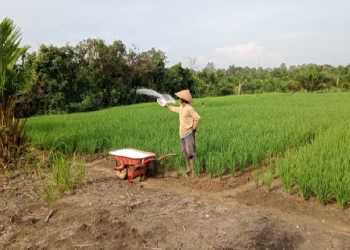 Program TJSL PLN: Pemberdayaan Kelompok Tani di Ketapang untuk Pastikan Produksi Pangan Domestik Terjaga