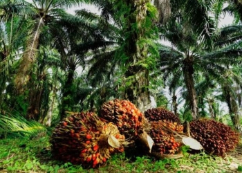 Pemkab Ketapang Gelar Upacara Peringatan HUT ke-68 Provinsi Kalbar