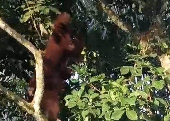 Kantongi Dukungan 80 Persen Pemegang Suara, Theo Resmi Daftarkan Diri Sebagai Calon Ketua KONI Ketapang