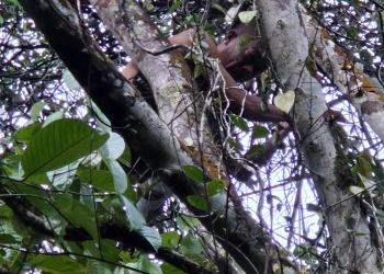 Diduga Stress Diselingkuhi Istri, Pria Asal Sulawesi Nekat Lakukan Percobaan Bunuh Diri di Pontianak