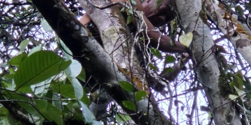 Diduga Stress Diselingkuhi Istri, Pria Asal Sulawesi Nekat Lakukan Percobaan Bunuh Diri di Pontianak