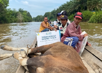 Menembus Lumpur dan Menyeberangi Sungai, YBM PLN UIP KLB Salurkan Ratusan Paket Daging ke Pedalaman Bengkayang