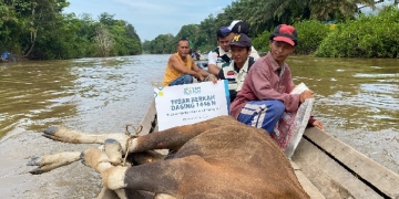 Menembus Lumpur dan Menyeberangi Sungai, YBM PLN UIP KLB Salurkan Ratusan Paket Daging ke Pedalaman Bengkayang