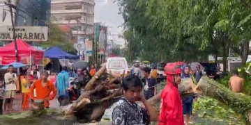 Wali Kota Pontianak Tinjau Evakuasi Pohon Tumbang di Jalan HOS Cokroaminoto